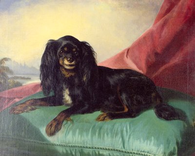 Ein King Charles Spaniel auf einem grünen Kissen von Ferdinand Krumholz